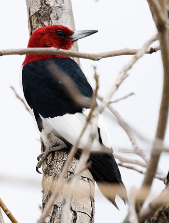 Red-headed Woodpecker Melanerpes erythrocephalus