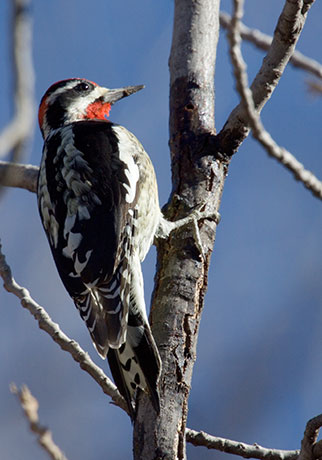 Red-naped Sapsucker Sphyrapicus nuchalis 