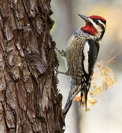 Red-naped Sapsucker Sphyrapicus nuchalis 
