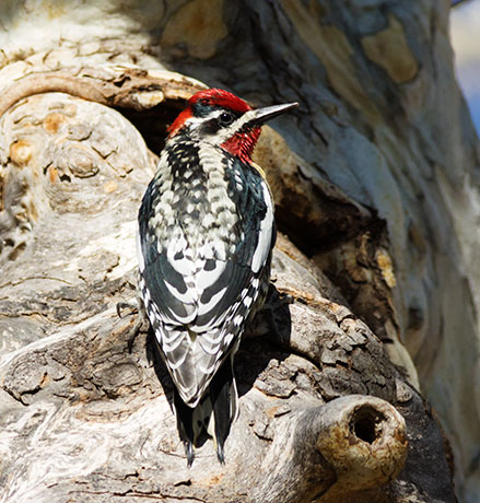 Red-naped Sapsucker Sphyrapicus nuchalis 