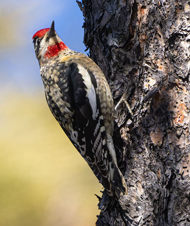 Red-naped Sapsucker Sphyrapicus nuchalis 