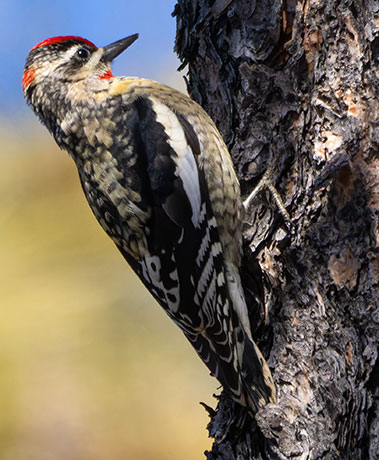Red-naped Sapsucker Sphyrapicus nuchalis 