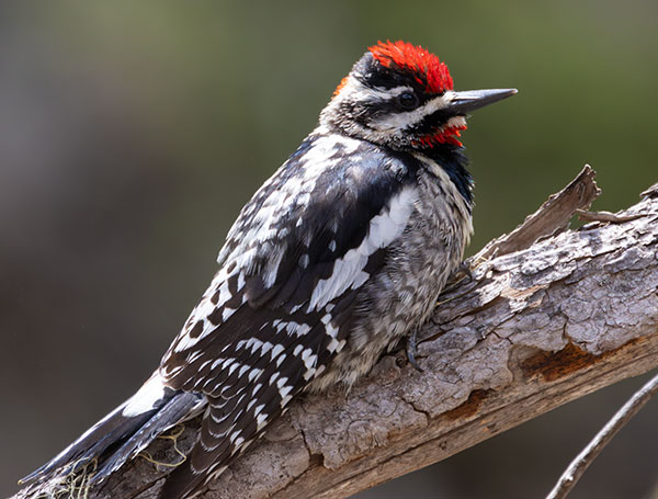 Red-naped Sapsucker Sphyrapicus nuchalis 