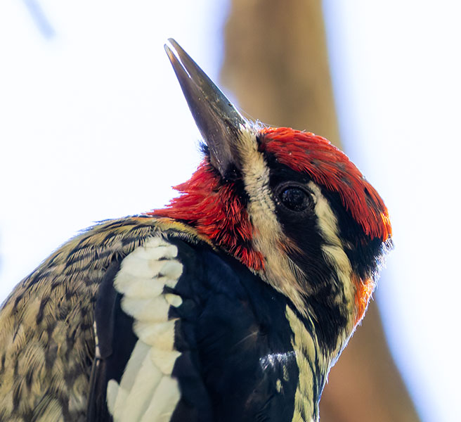 Red-naped Sapsucker Sphyrapicus nuchalis 