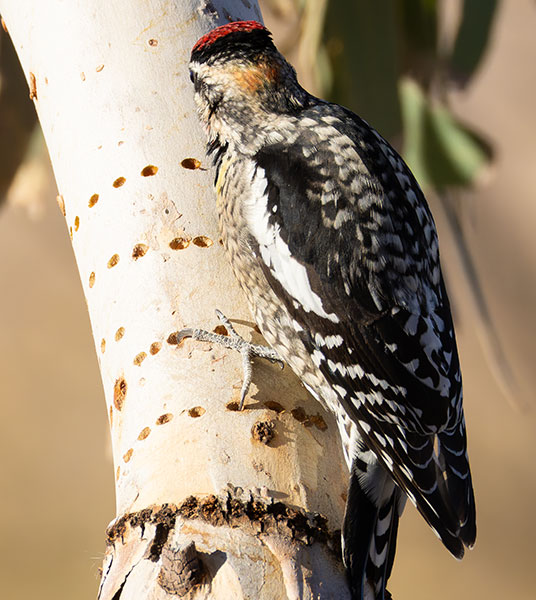 Red-naped Sapsucker Sphyrapicus nuchalis 