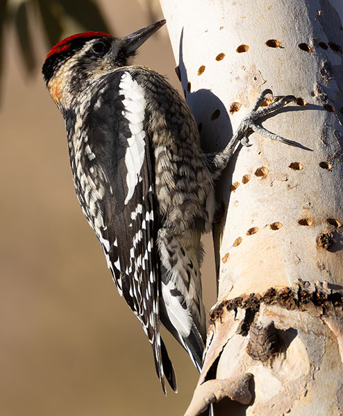 Red-naped Sapsucker Sphyrapicus nuchalis 