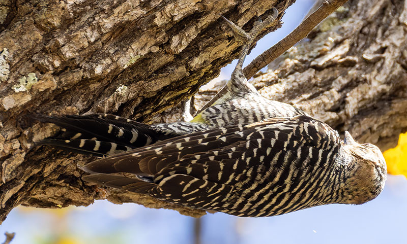 Williamson's Sapsucker Sphyrapicus thyroideus