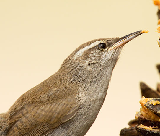 Bewick's Wren Thryomanes bewickii