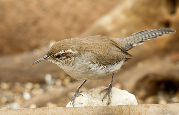 Bewick's Wren Thryomanes bewickii