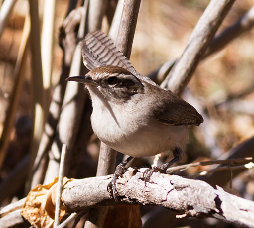 Bewick's Wren Thryomanes bewickii