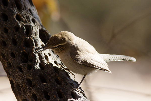 Bewick's Wren Thryomanes bewickii