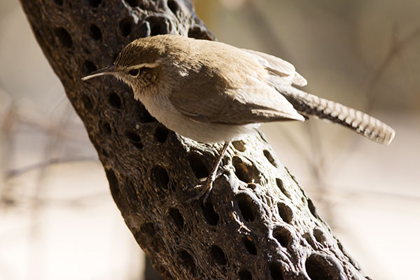 Bewick's Wren Thryomanes bewickii