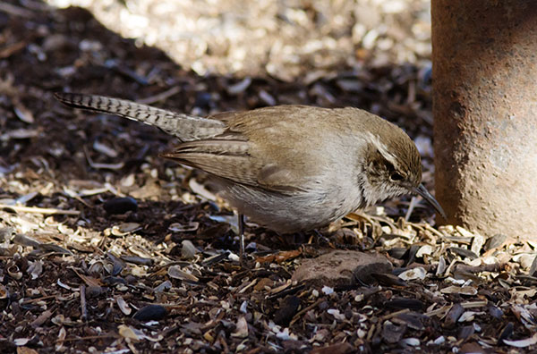 Bewick's Wren Thryomanes bewickii