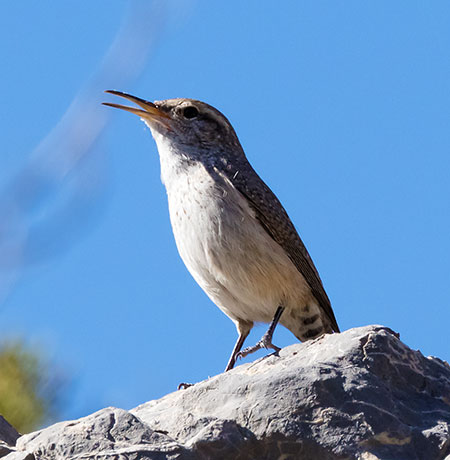 Bewick's Wren Thryomanes bewickii