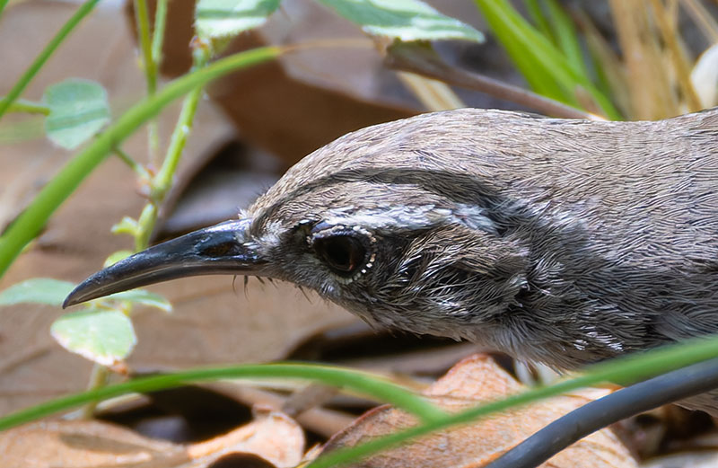 Bewick's Wren Thryomanes bewickii