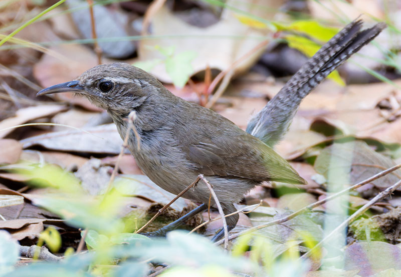 Bewick's Wren Thryomanes bewickii