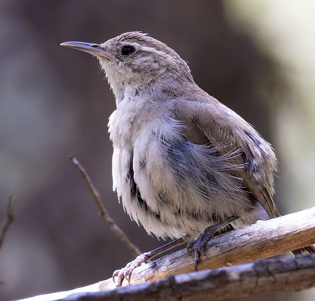 Bewick's Wren Thryomanes bewickii