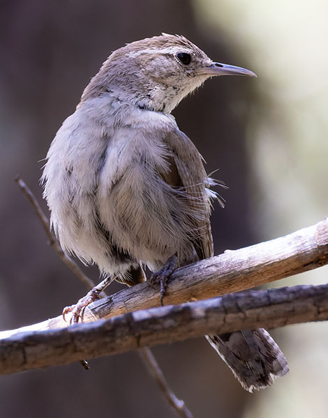 Bewick's Wren Thryomanes bewickii