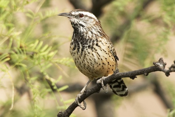 Cactus Wren Campylorhynchus brunneicapillus
