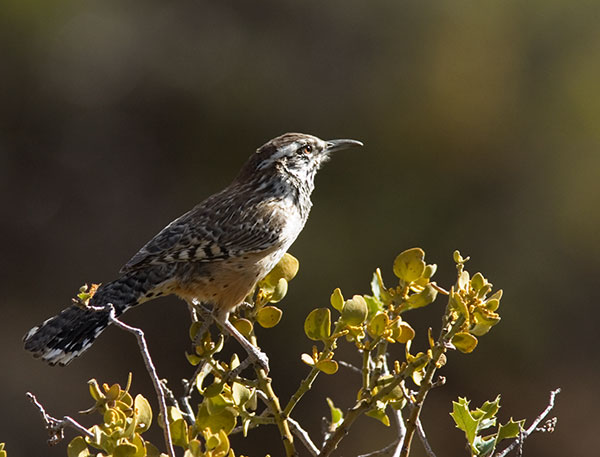Cactus Wren Campylorhynchus brunneicapillus