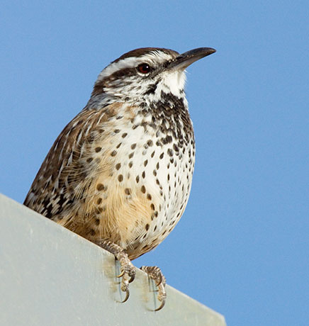 Cactus Wren Campylorhynchus brunneicapillus