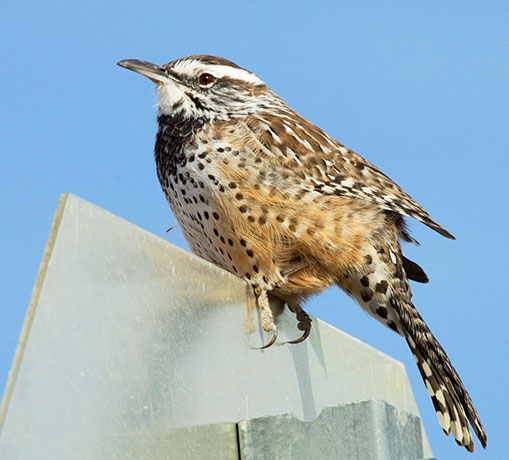 Cactus Wren Campylorhynchus brunneicapillus