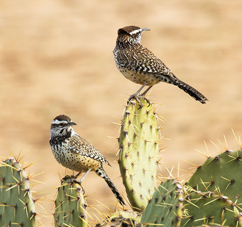 Cactus Wren Campylorhynchus brunneicapillus