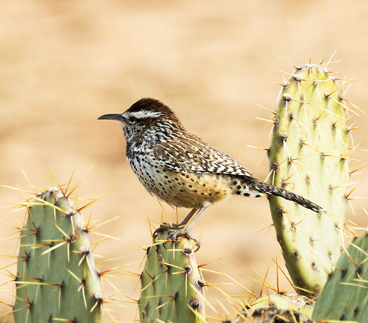 Cactus Wren Campylorhynchus brunneicapillus