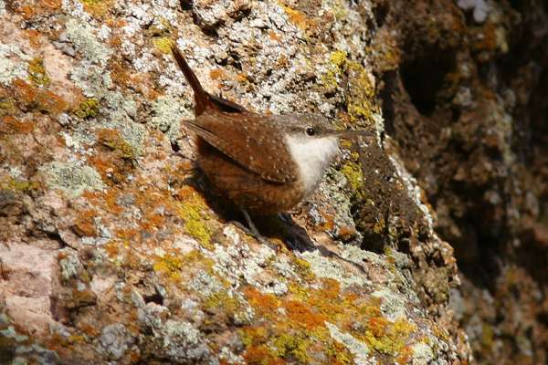 Photograph of Canyon Wren
