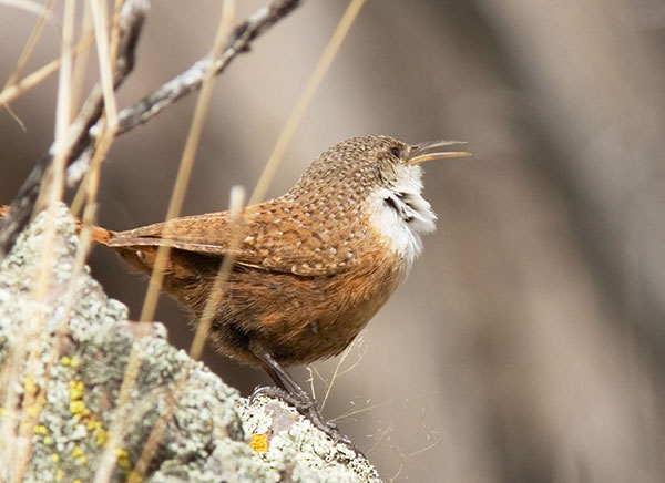 Canyon Wren Catherpes mexicanus