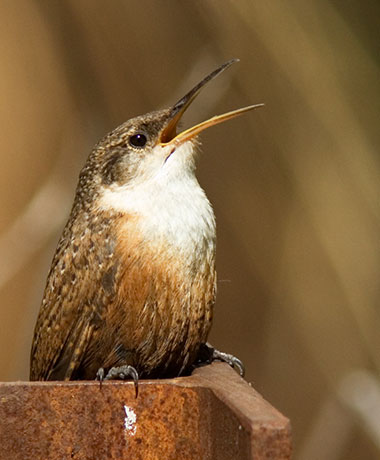 Canyon Wren Catherpes mexicanus