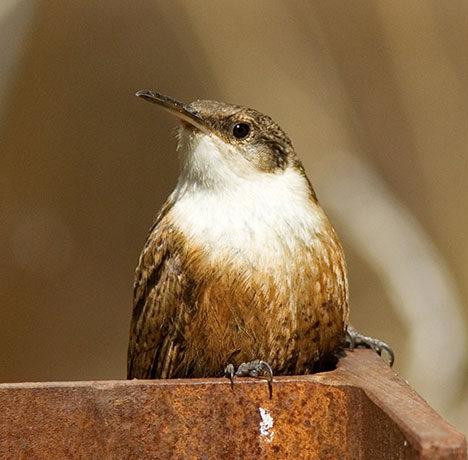 Canyon Wren Catherpes mexicanus