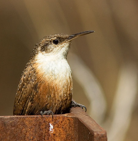 Canyon Wren Catherpes mexicanus