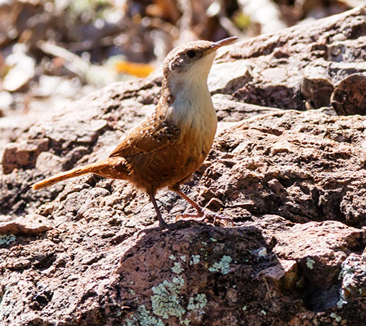 Canyon Wren Catherpes mexicanus