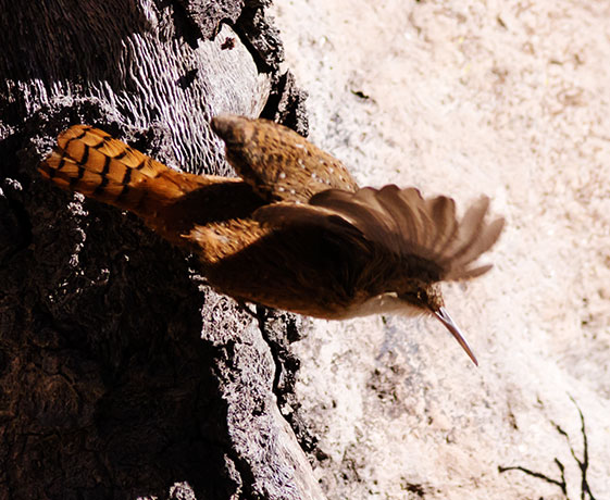 Canyon Wren Catherpes mexicanus