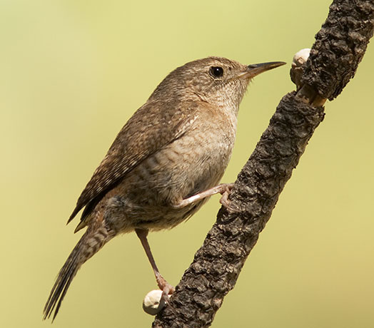 photograph of house wren photograph of house wren