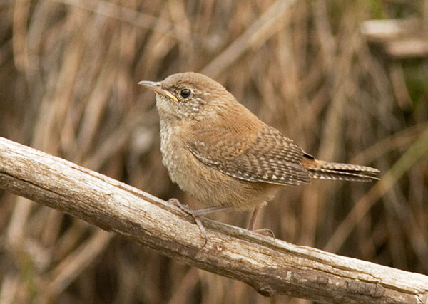 House Wren, juvenile, Troglodytes aedon