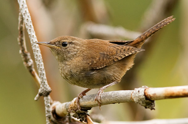 house wren troglodytes aedon photograph of photo of image of house wren troglodytes aedon photograph of photo of image of