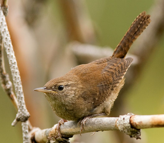 House Wren, juvenile, Troglodytes aedon
