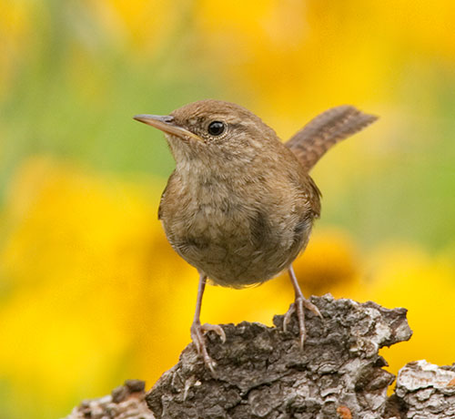 House Wren, juvenile, Troglodytes aedon