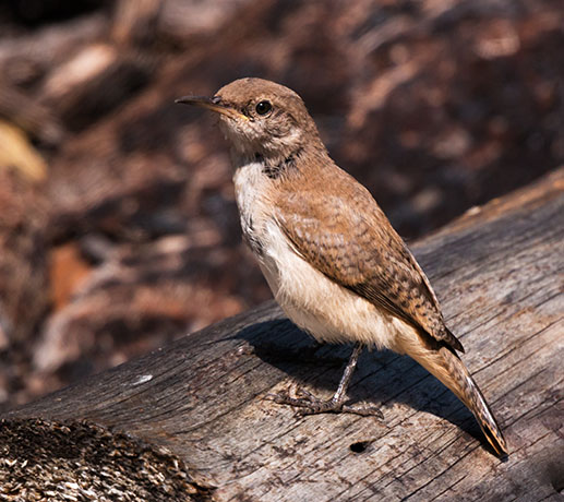 House Wren Troglodytes aedon