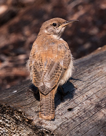 House Wren Troglodytes aedon