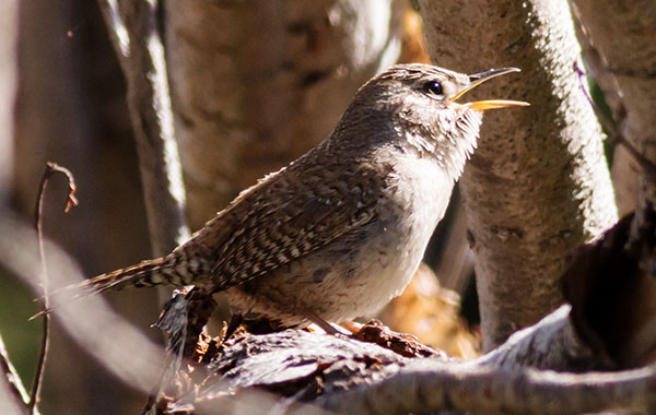 House Wren Troglodytes aedon