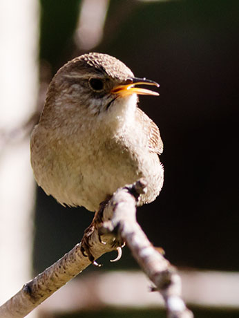 House Wren Troglodytes aedon