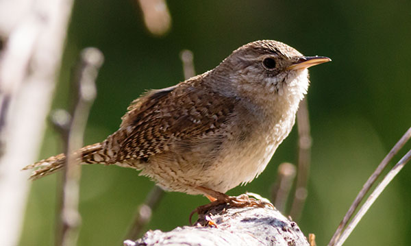 House Wren Troglodytes aedon