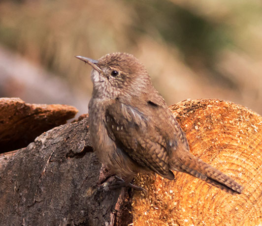 House Wren Troglodytes aedon