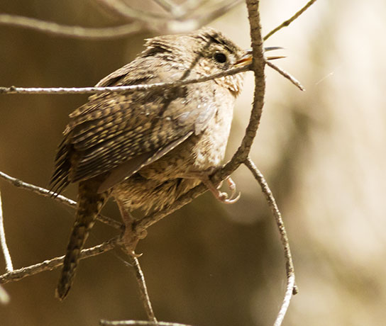 House Wren Troglodytes aedon
