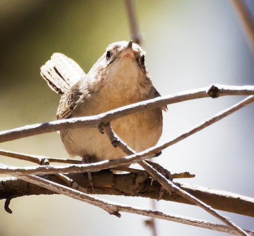 House Wren Troglodytes aedon
