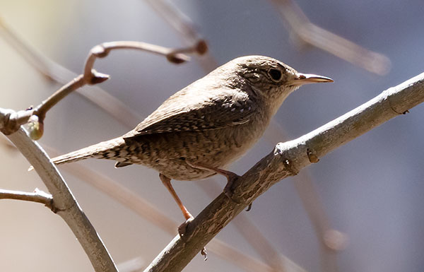 House Wren Troglodytes aedon