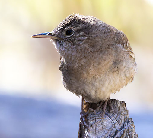 House Wren Troglodytes aedon